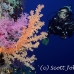 coral_soft_dae_ni_h_0349_egy2360.jpg